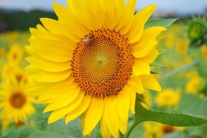 sunflower